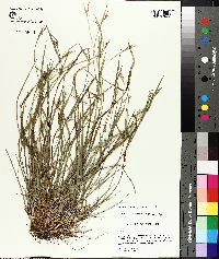 Carex crebriflora image