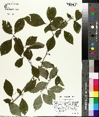 Ilex ambigua image