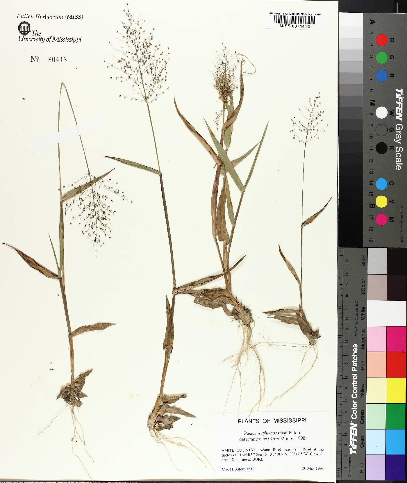 Panicum sphaerocarpon image