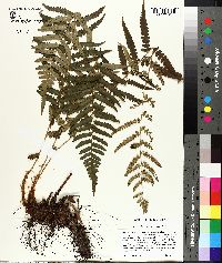 Dryopteris ludoviciana image