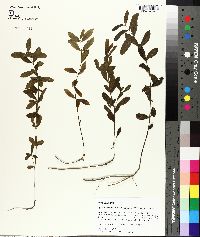 Dyschoriste oblongifolia image