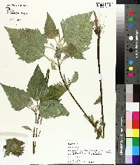 Iva annua image