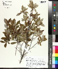 Cliftonia monophylla image