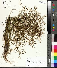 Juncus diffusissimus image