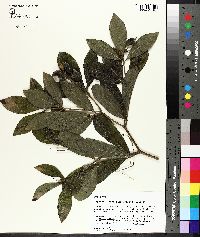 Baptisia lanceolata image