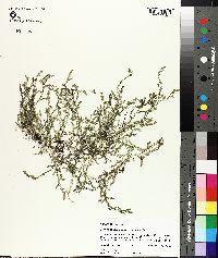 Selaginella ludoviciana image