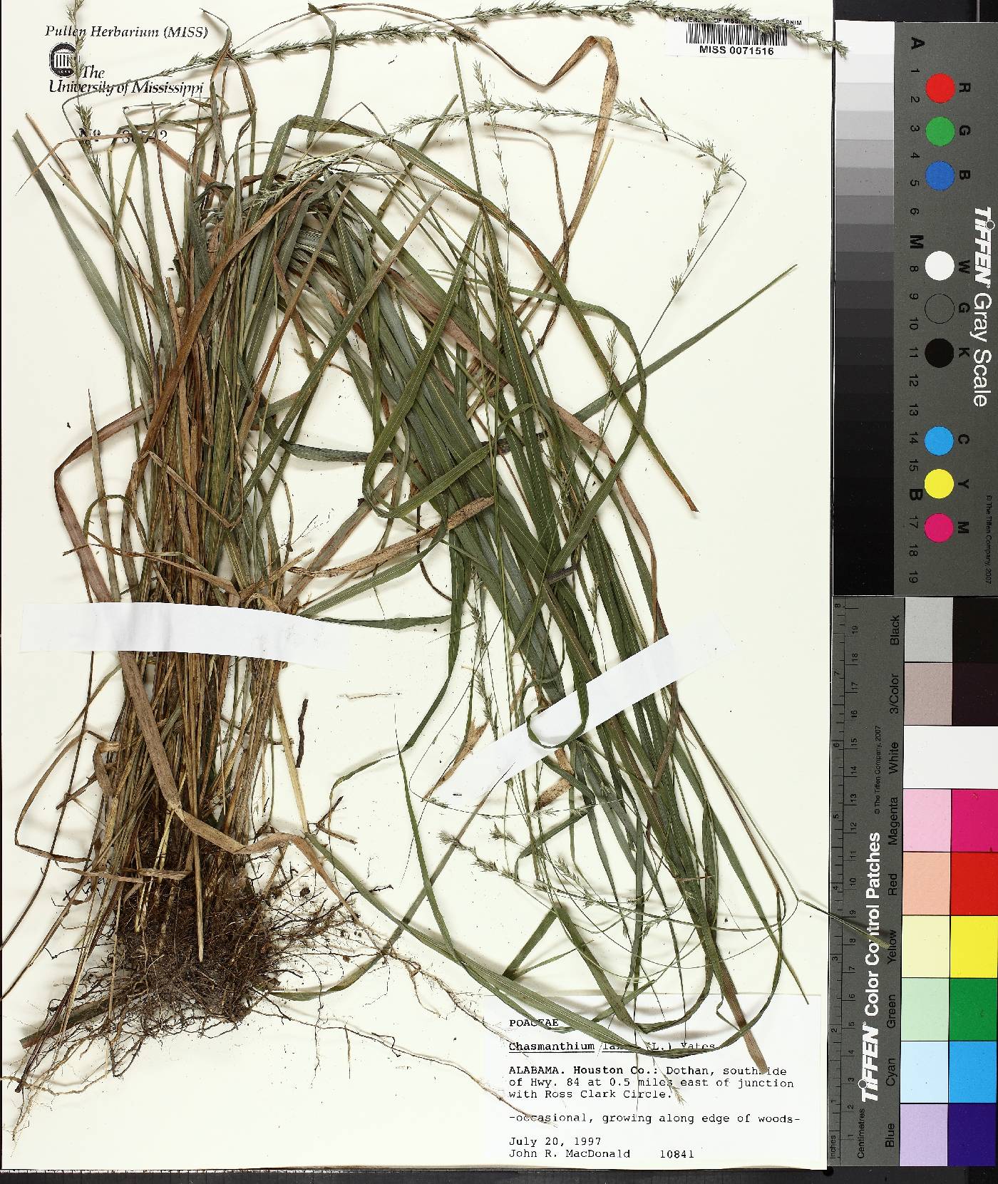 Chasmanthium laxum image