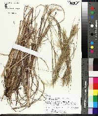 Andropogon glomeratus image