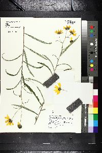 Helianthus angustifolius image