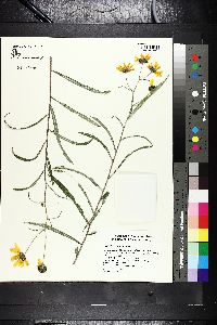 Helianthus angustifolius image