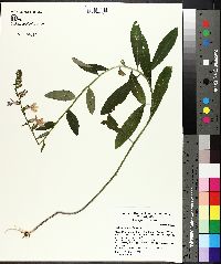 Lobelia puberula image