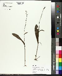 Platanthera clavellata image