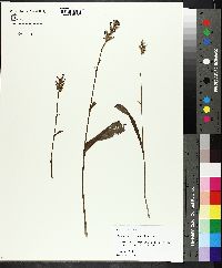 Platanthera clavellata image