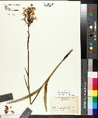 Platanthera ciliaris image