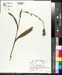 Platanthera cristata image