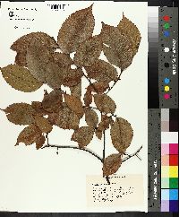 Ulmus serotina image