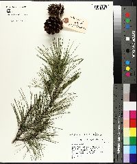 Pinus echinata image