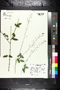 Desmodium ciliare image