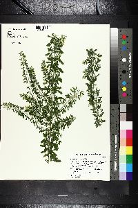 Lespedeza cuneata image