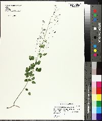 Desmodium ciliare image