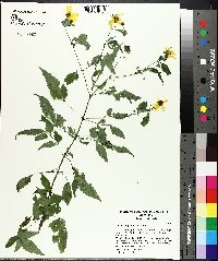 Bidens polylepis image