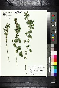 Lespedeza intermedia image