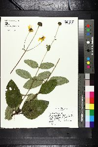 Helianthus silphioides image