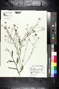 Boltonia diffusa image