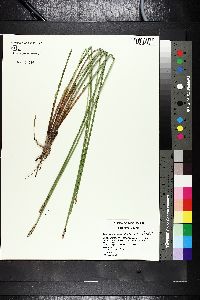 Eleocharis quadrangulata image