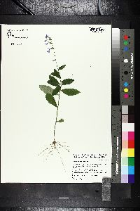 Lobelia puberula image