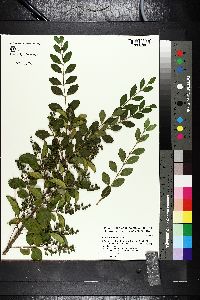 Ligustrum sinense image