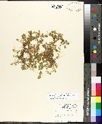 Micranthemum umbrosum image