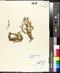 Micranthemum umbrosum image