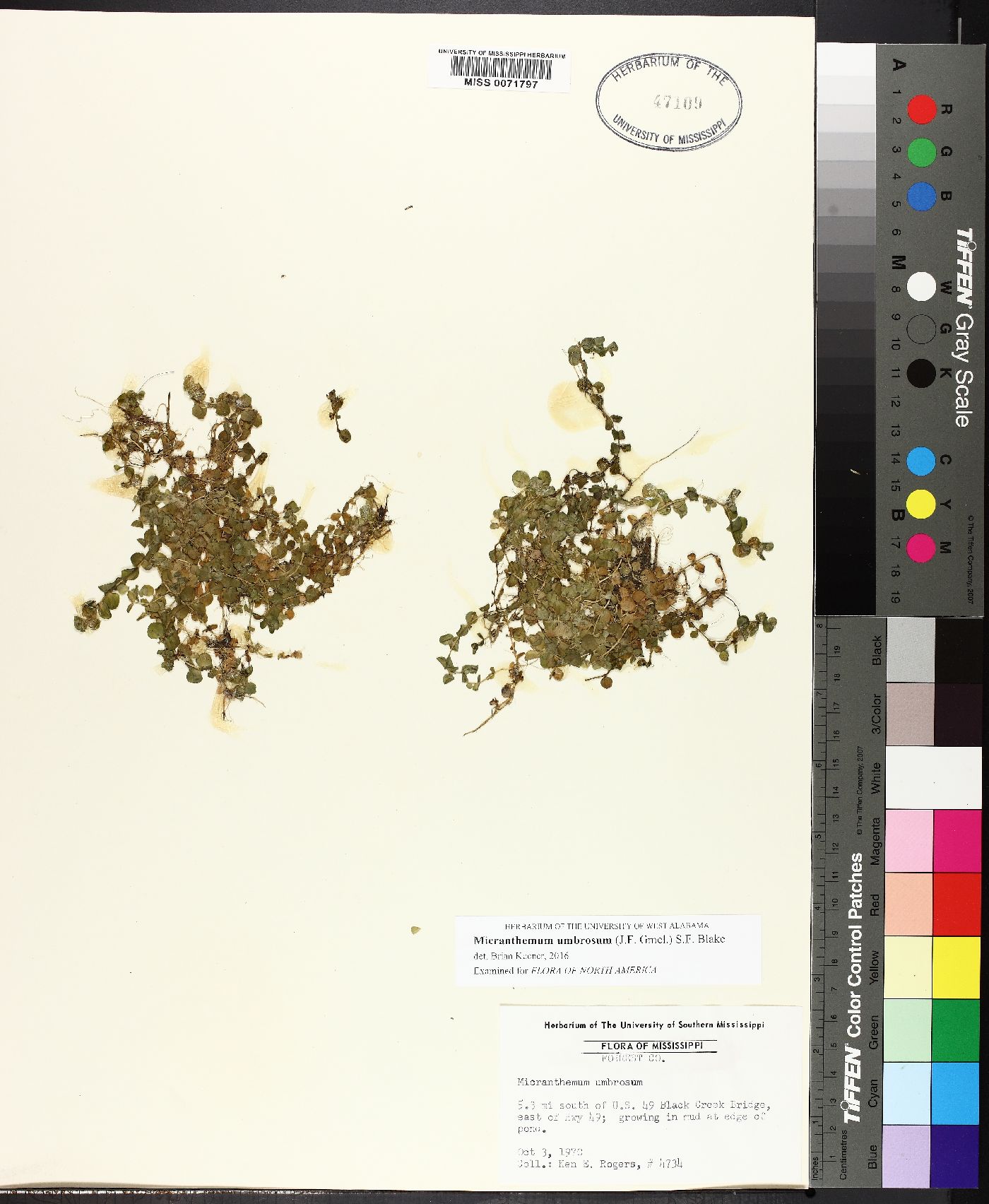 Micranthemum umbrosum image