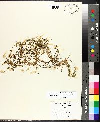 Micranthemum umbrosum image