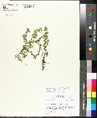 Micranthemum umbrosum image