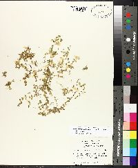 Micranthemum umbrosum image