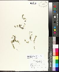 Micranthemum umbrosum image