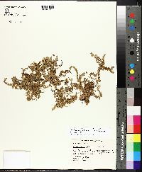 Micranthemum umbrosum image