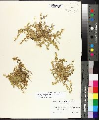 Micranthemum umbrosum image