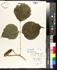 Lackeya multiflora image