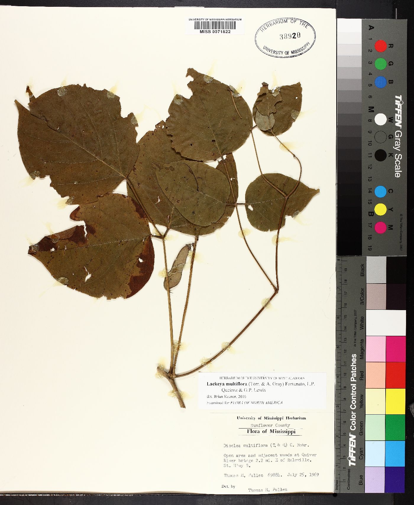 Lackeya multiflora image