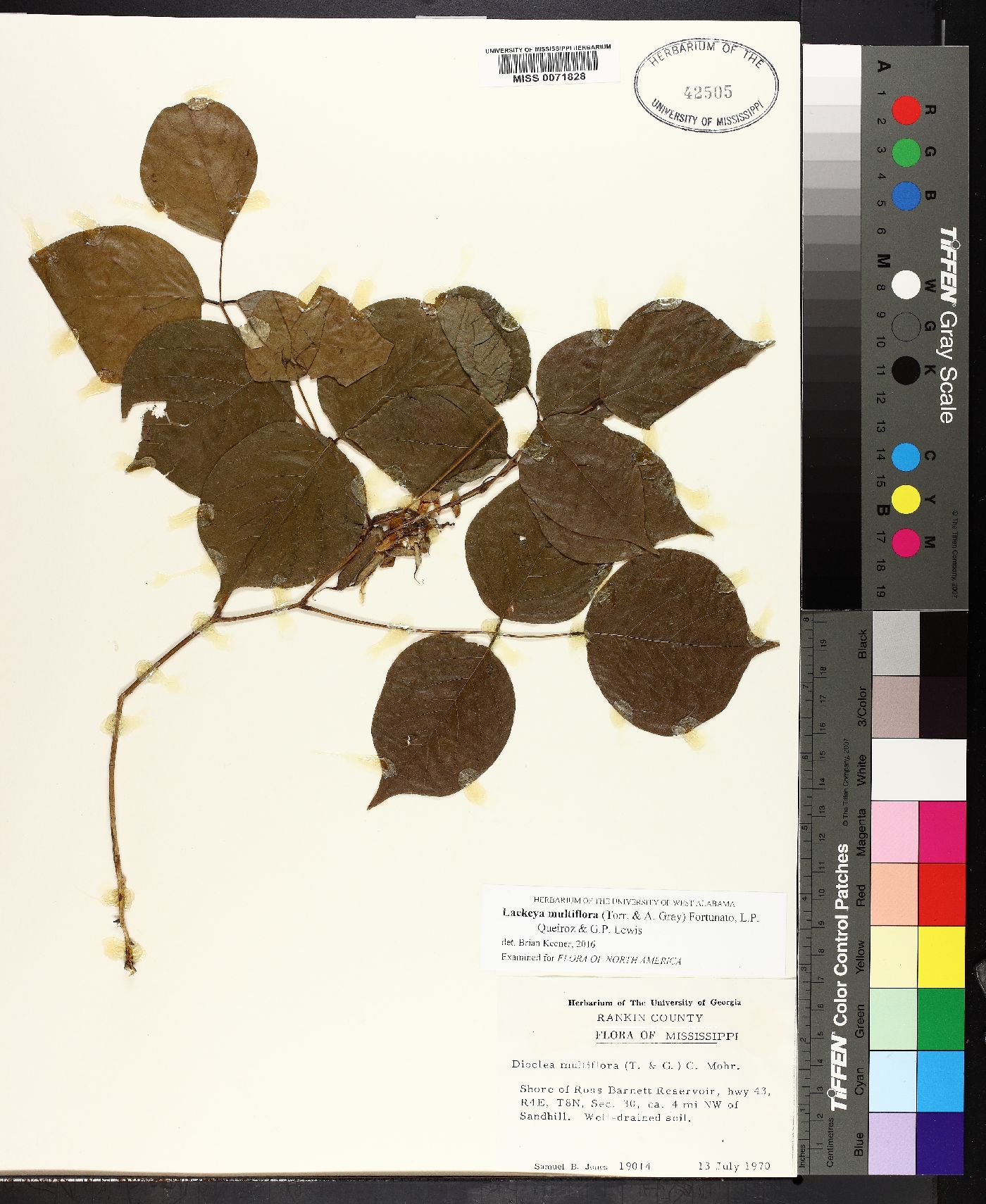 Lackeya multiflora image