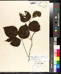 Lackeya multiflora image