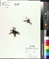 Pleopeltis polypodioides image