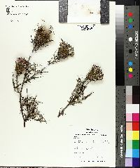 Cirsium discolor image