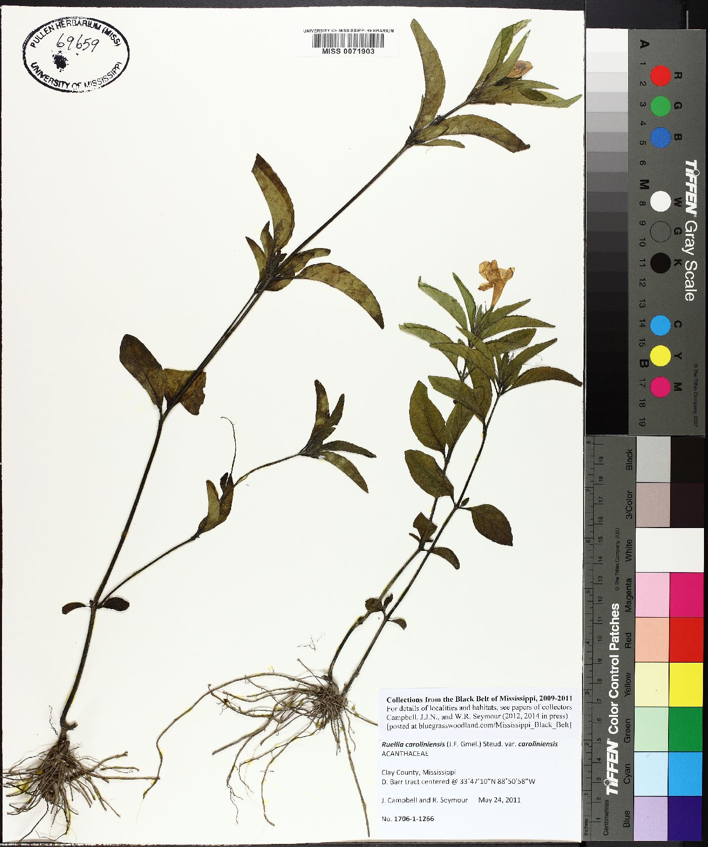 Ruellia caroliniensis var. caroliniensis image