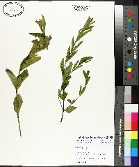 Ruellia humilis image