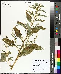 Amaranthus hybridus image