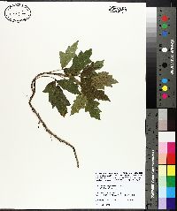 Toxicodendron pubescens image